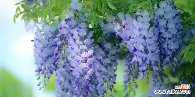 紫藤花的花语寓意与魅力 紫藤花花语
