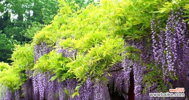 探索紫藤花所代表的意义和象征 紫藤花的寓意与花语