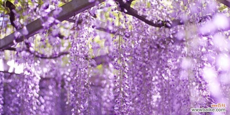 探索紫藤花所代表的意义和象征 紫藤花的寓意与花语