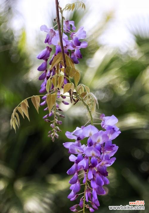 探索紫藤花所代表的意义和象征 紫藤花的寓意与花语