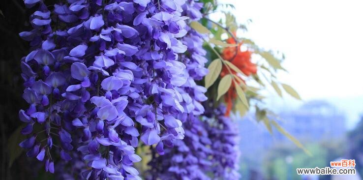 探寻紫藤花所传递的情感和寓意 紫藤花的花语与含义