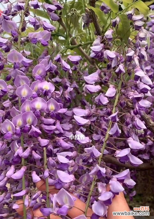 探寻紫藤花的象征和魅力 紫藤花之美与寓意