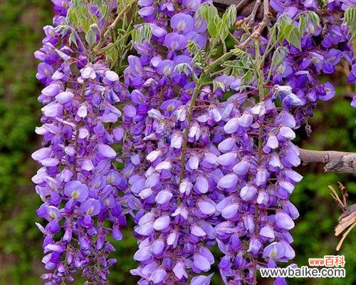 探寻紫藤花的象征和魅力 紫藤花之美与寓意