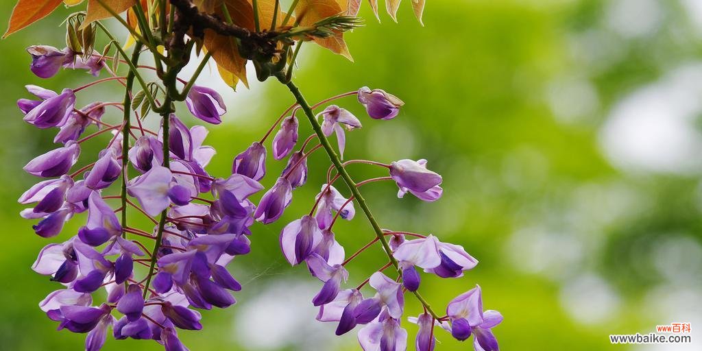 探寻紫藤花的象征和魅力 紫藤花之美与寓意