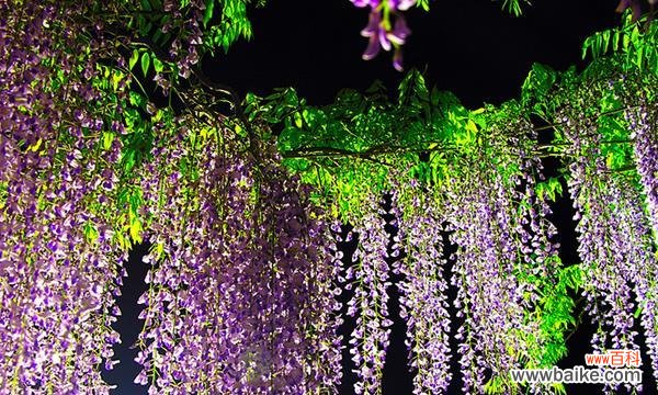 藤萝的花语与象征意义 紫藤萝花语与寓意