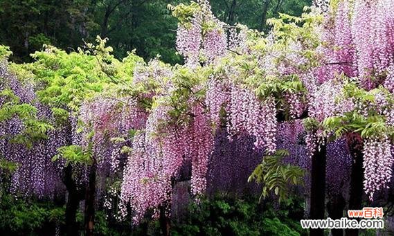 探寻紫藤萝的花语之美 紫藤萝的花语与美丽传说
