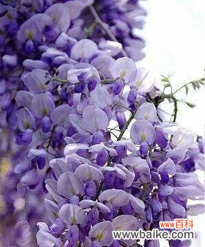探寻紫藤萝的花语之美 紫藤萝的花语与美丽传说