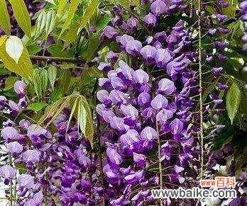 探寻紫藤萝的花语之美 紫藤萝的花语与美丽传说