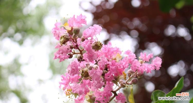 解读紫薇花的美丽与神秘 紫薇花的花语与寓意