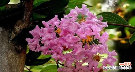 解读紫薇花的美丽与神秘 紫薇花的花语与寓意