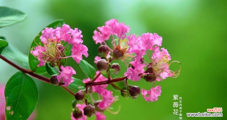 解读紫薇花的美丽与神秘 紫薇花的花语与寓意