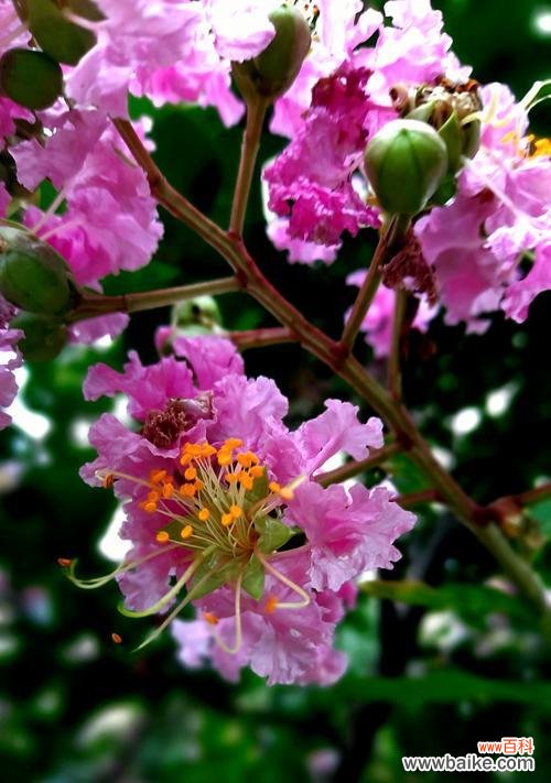 紫薇花的花语深刻寓意与诠释 紫薇花的花语——传递美丽与希望