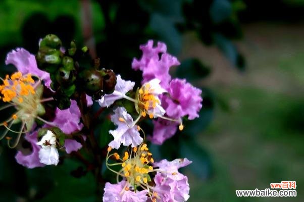 紫薇花的花语深刻寓意与诠释 紫薇花的花语——传递美丽与希望