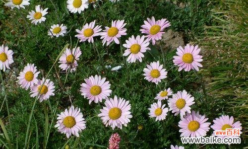 探寻紫菀的神奇传说及深意 紫菀花的传说与花语