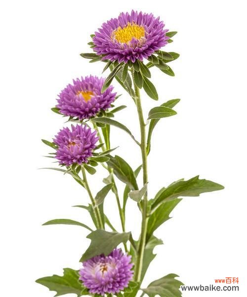 探寻紫菀的神奇传说及深意 紫菀花的传说与花语