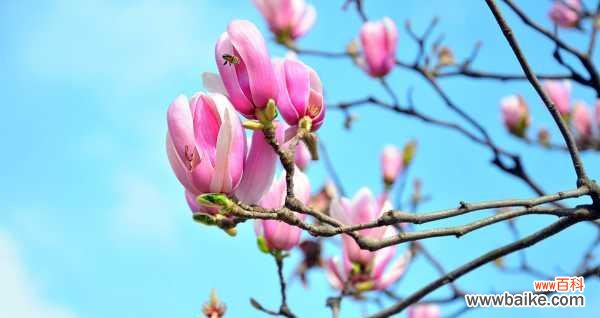 探寻紫玉兰花的深层含义 紫玉兰花的寓意和象征