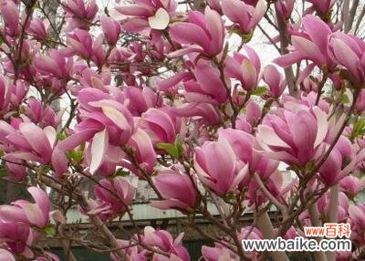 探索紫玉兰的花语与心灵之旅 紫玉兰花语的美丽含义