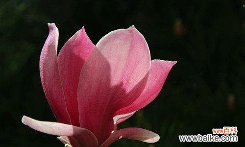 探索紫玉兰的花语与心灵之旅 紫玉兰花语的美丽含义