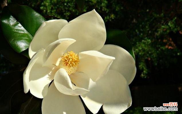 探索紫玉兰的花语与心灵之旅 紫玉兰花语的美丽含义