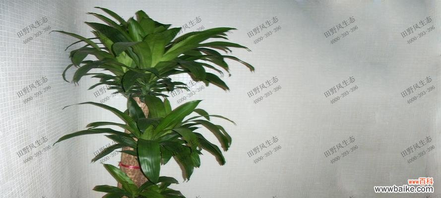 探寻以巴西美人铁的花语与象征意义 以巴西美人铁的花语及其象征意义