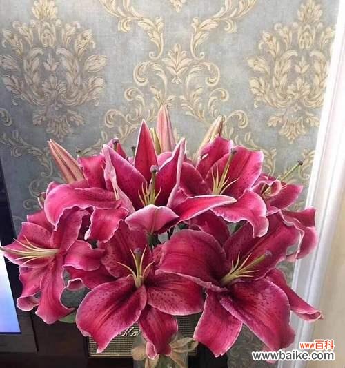 唇形意味着什么 嘴唇花花语