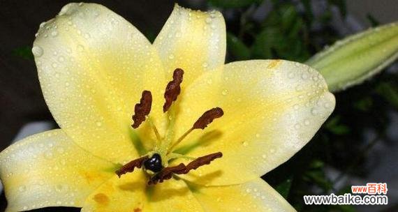 唇形意味着什么 嘴唇花花语