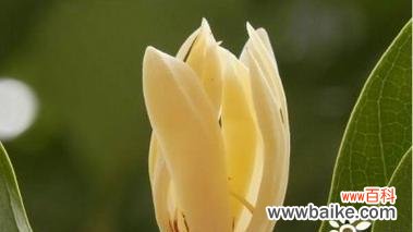 白兰花的花语及其内涵探析 白兰花花语解读