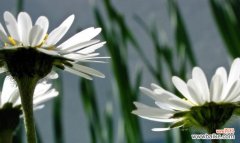 寄托哀思与纯洁的象征 白菊的花语