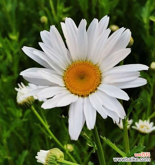 探寻白晶菊的花语之美 白晶菊的花语传递着坚韧与真爱