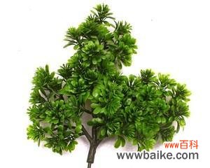 柏树 柏树的寓意与象征意义