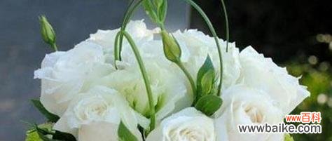 传递真挚情感的美丽花朵 白色玫瑰的花语