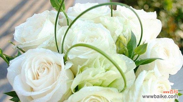 传递真挚情感的美丽花朵 白色玫瑰的花语