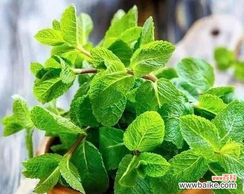 清新香气与内在治愈力量 薄荷的花语