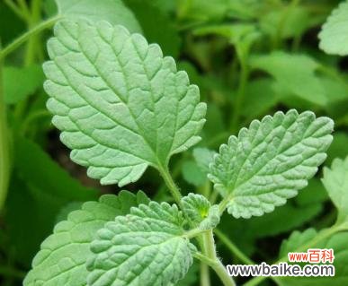 清新香气与内在治愈力量 薄荷的花语