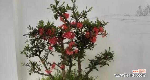 半冠树的特点及其在生态系统中的重要作用 探秘半冠树