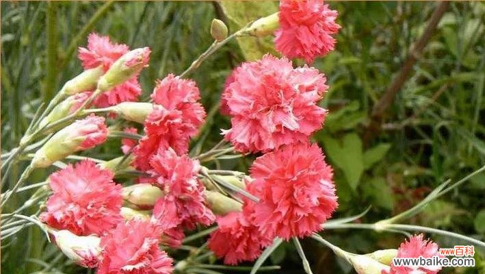 半冠树的特点及其在生态系统中的重要作用 探秘半冠树