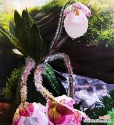 半冠树的特点及其在生态系统中的重要作用 探秘半冠树