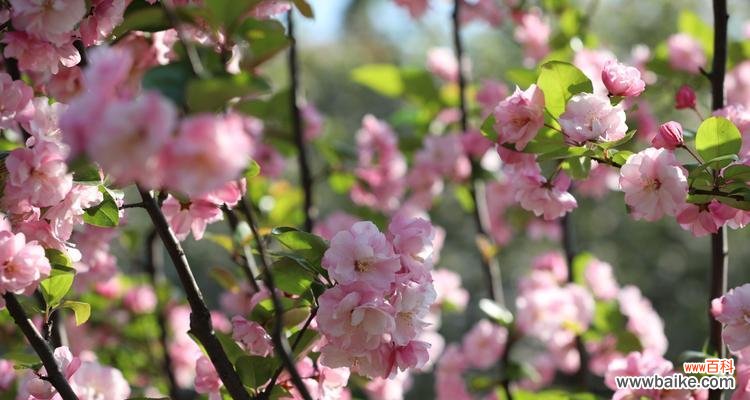 探索海棠花的文化象征和美学价值 格里海棠海棠花的意义及特点