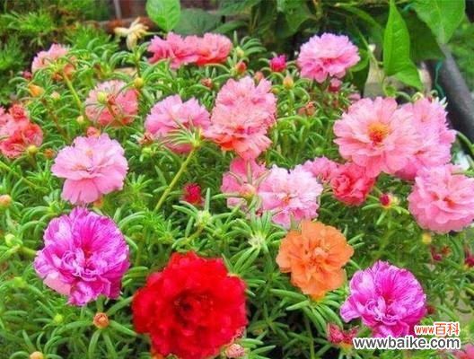 追寻内心的宁静与平和 以琉璃翠之花语