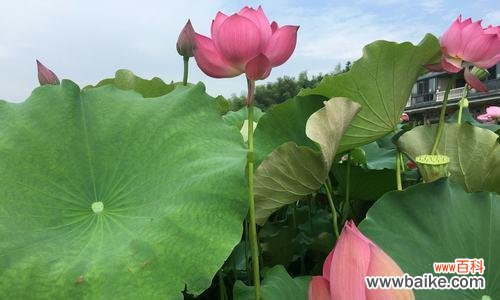 探寻黄色荷花的花语与内涵之美 黄色荷花的花语及其象征意义