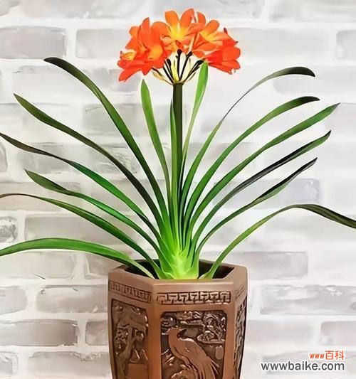 探索君子兰所代表的精神世界 君子兰之美