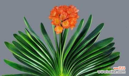 探索君子兰所代表的精神世界 君子兰之美