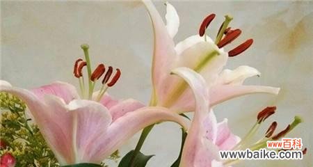 揭开百合花背后的花语之谜 百合大全的花语之意义与象征