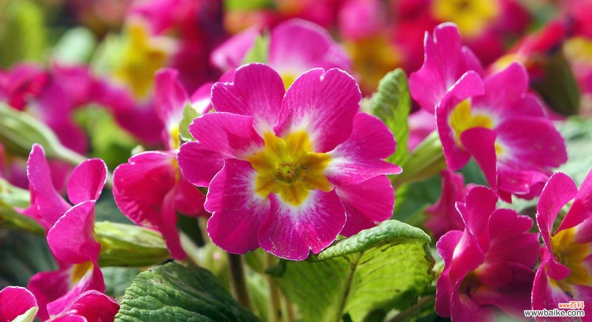 探寻报春花的花语和传说 报春花