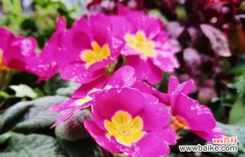 探寻报春花的花语和传说 报春花