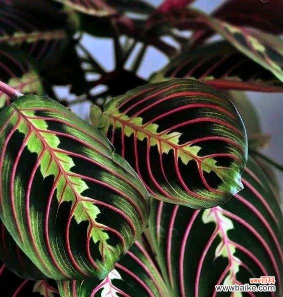 揭示豹纹竹芋的神秘符号与象征 以豹纹竹芋的花语