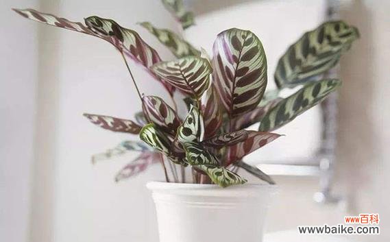 揭示豹纹竹芋的神秘符号与象征 以豹纹竹芋的花语