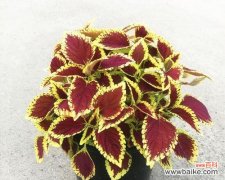 绽放生机的万紫千红 彩叶草的花语