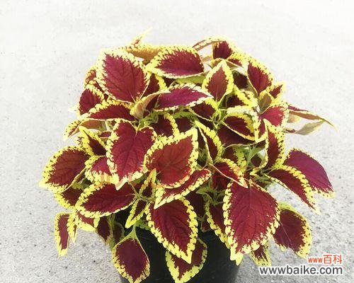 绽放生机的万紫千红 彩叶草的花语