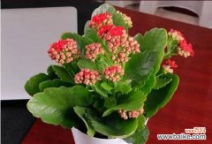 揭示长寿花的花语传承与功效 长寿花的花语和价值